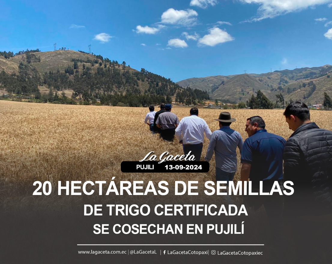 20 hectáreas de semillas de trigo certificada se cosechan en Pujilí