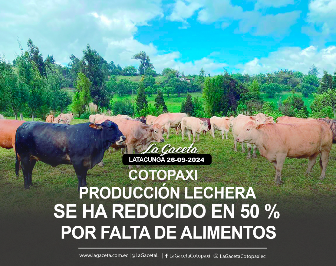 Producción lechera en Cotopaxi se ha reducido en un 50% por falta de alimentos