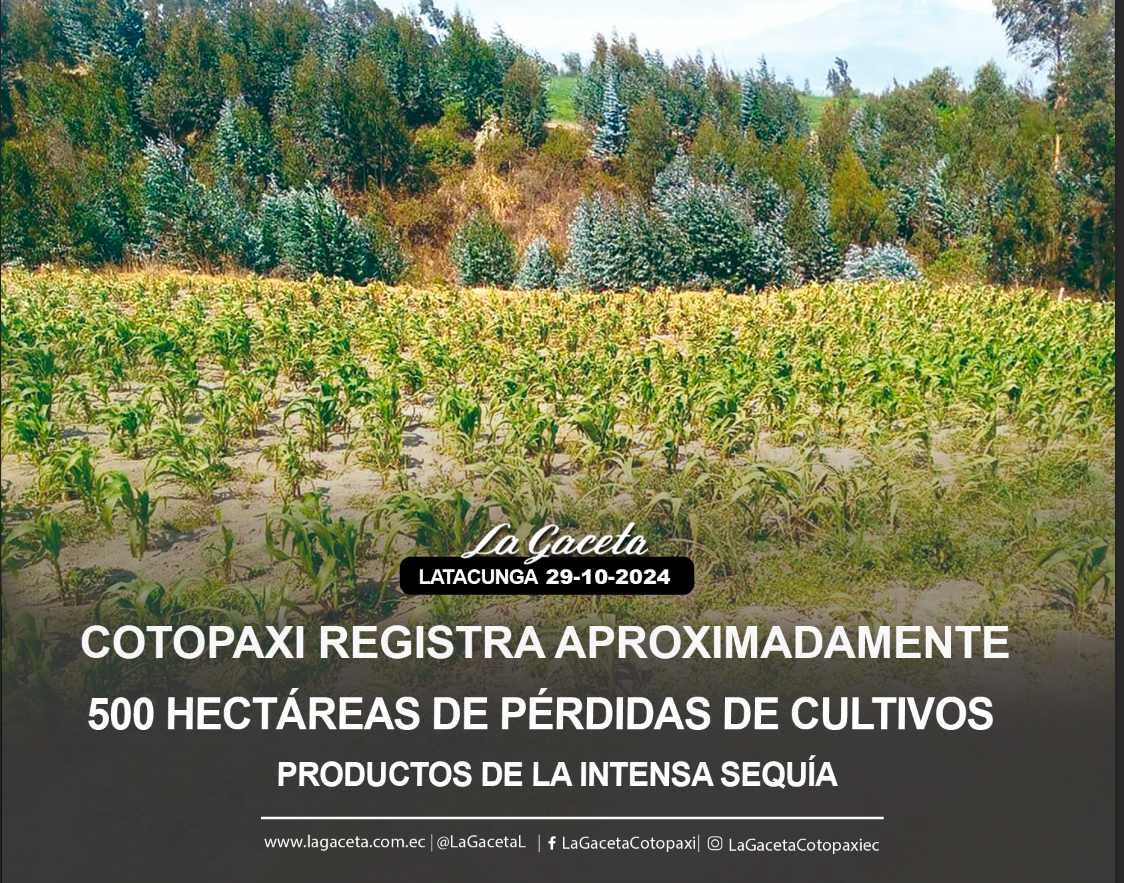 Cotopaxi registra aproximadamente 500 hectáreas de pérdidas de cultivos productos de la intensa sequía