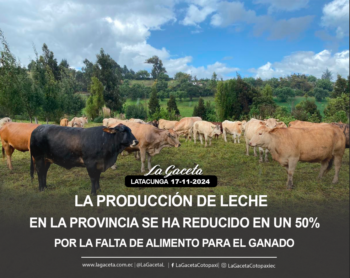 La producción de leche en la provincia se ha reducido en un 50% por la falta de alimento para el ganado