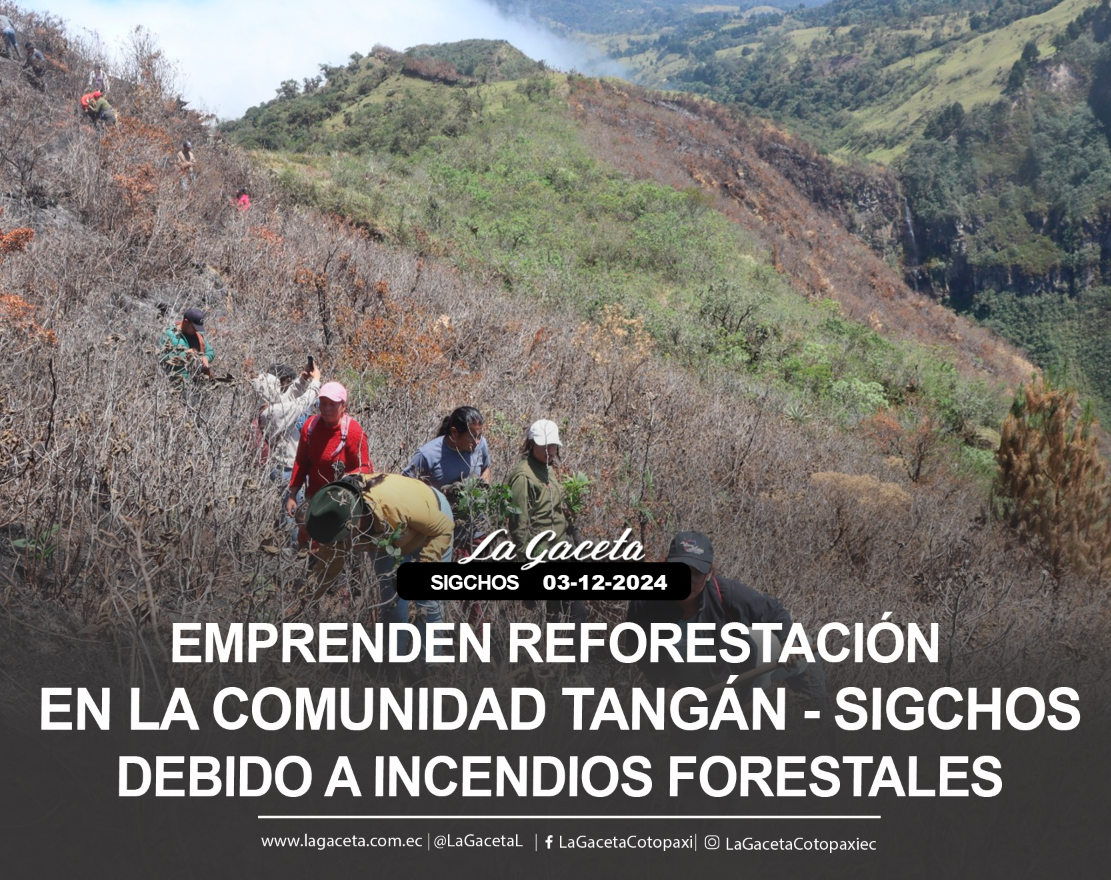 Emprenden reforestación en la comunidad Tangán – Sigchos debido a incendios forestales