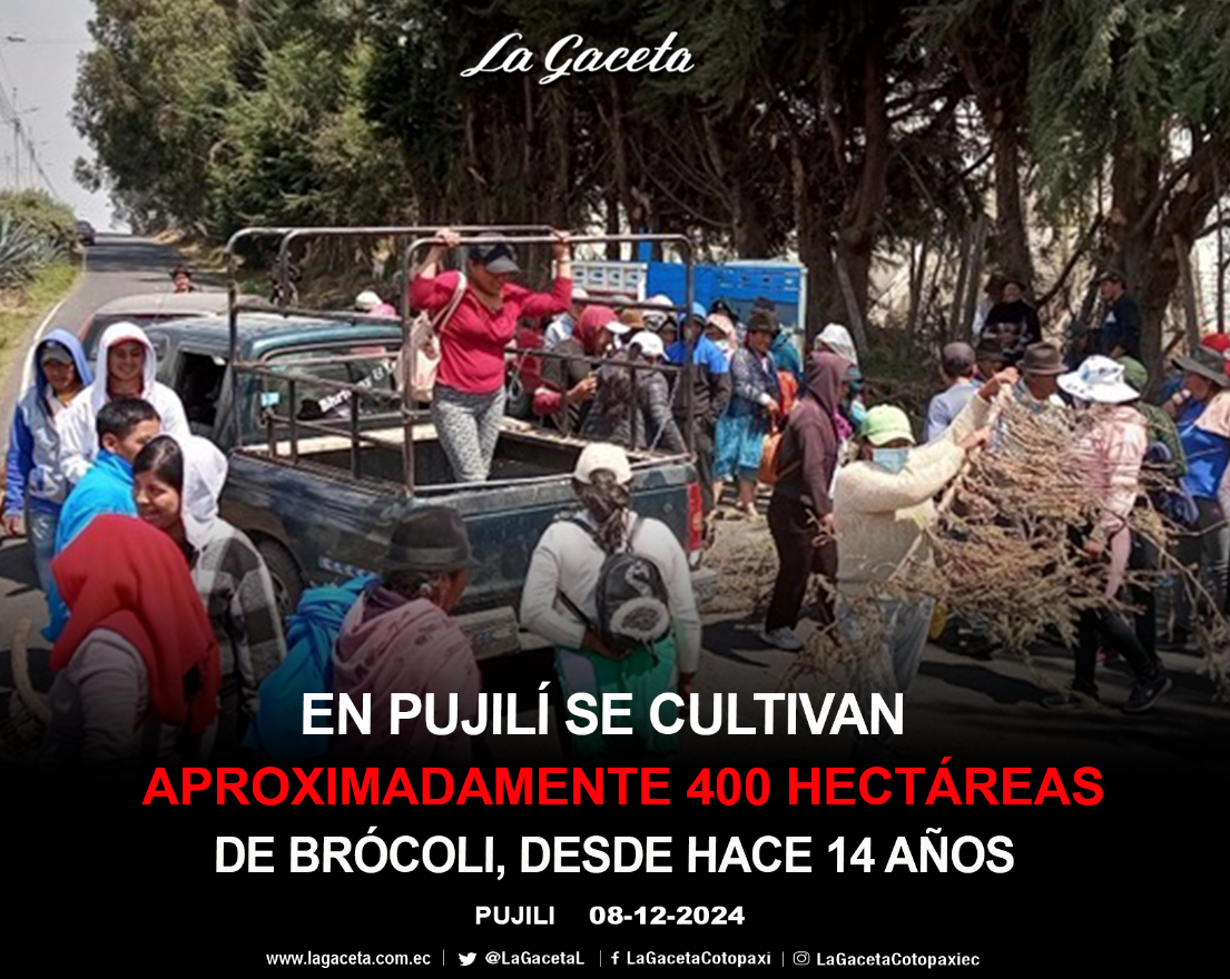 En Pujilí se cultivan aproximadamente 400 hectáreas de brócoli, desde hace 14 años