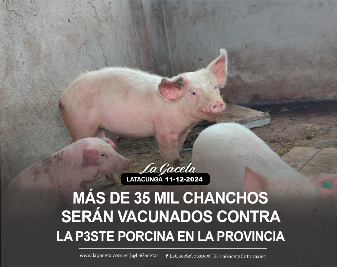 Más de 35 mil chanchos serán vacunados contra la peste porcina en la provincia