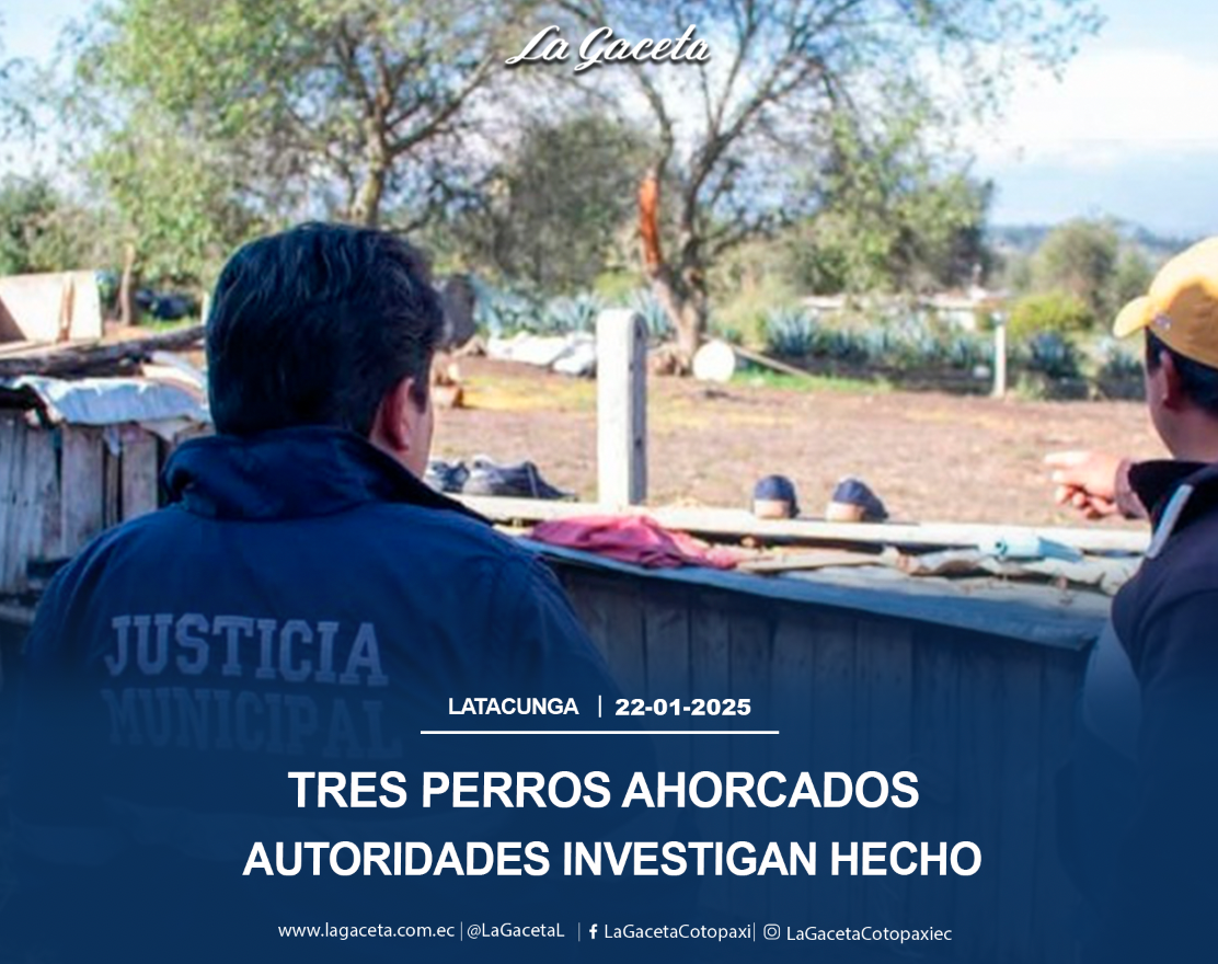 Tres perros 4horcados en Latacunga