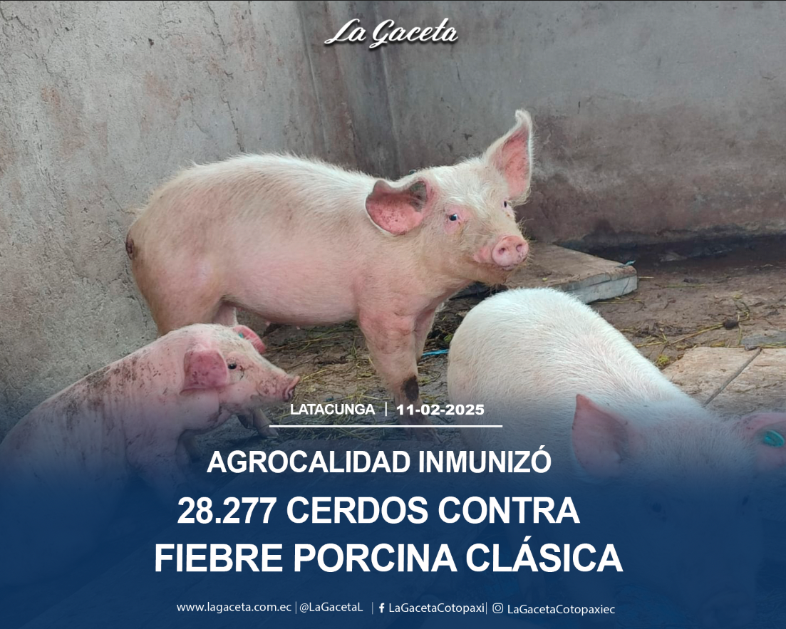 Agrocalidad inmunizó 28.277 cerdos contra la fiebre porcina clásica