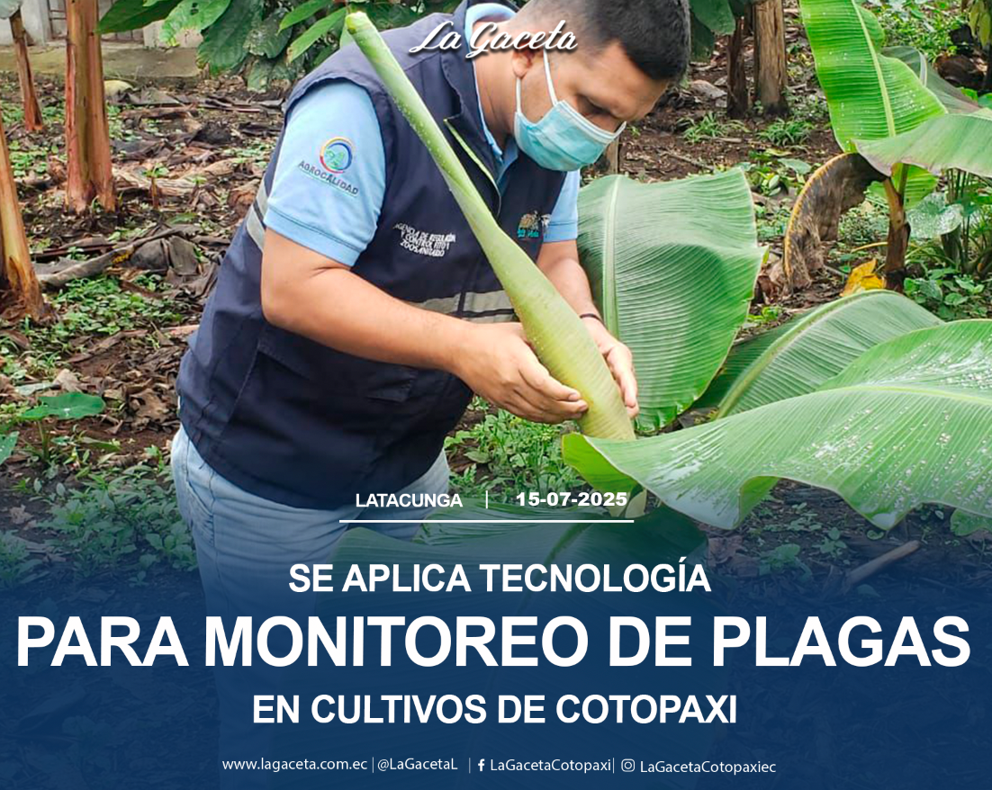 Se aplica tecnología para monitoreo de plagas en  cultivos de Cotopaxi