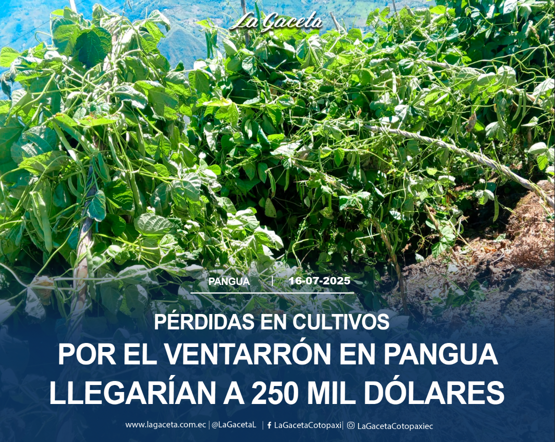 Pérdidas en cultivos por el ventarrón en Pangua llegarían a los USD 250 mil