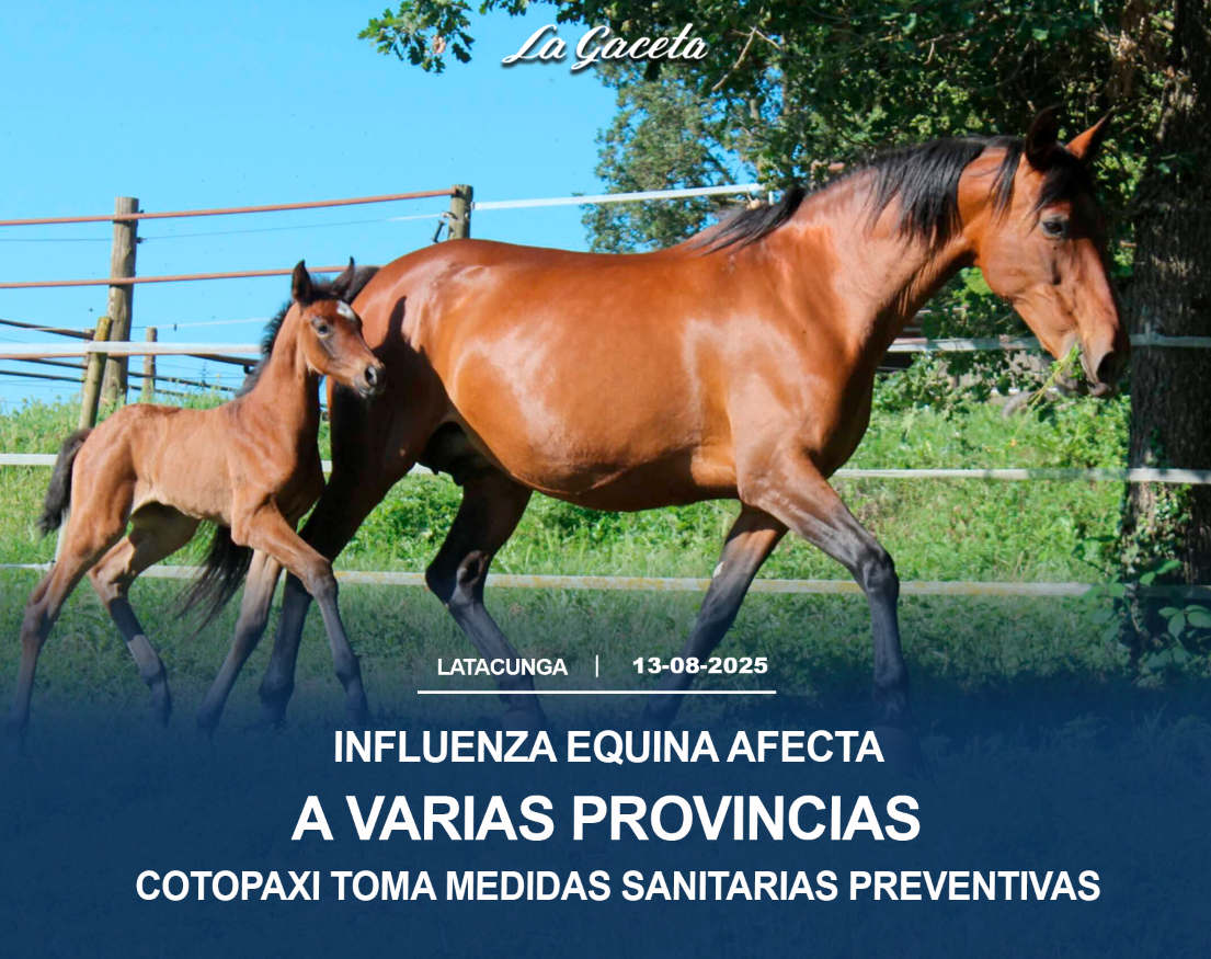 Influenza equina afecta a varias provincias, Cotopaxi toma medidas sanitarias preventivas