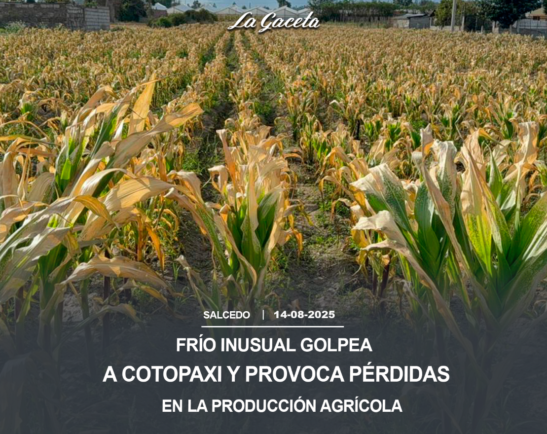 Frío inusual golpea a Cotopaxi y provoca pérdidas en la producción agrícola