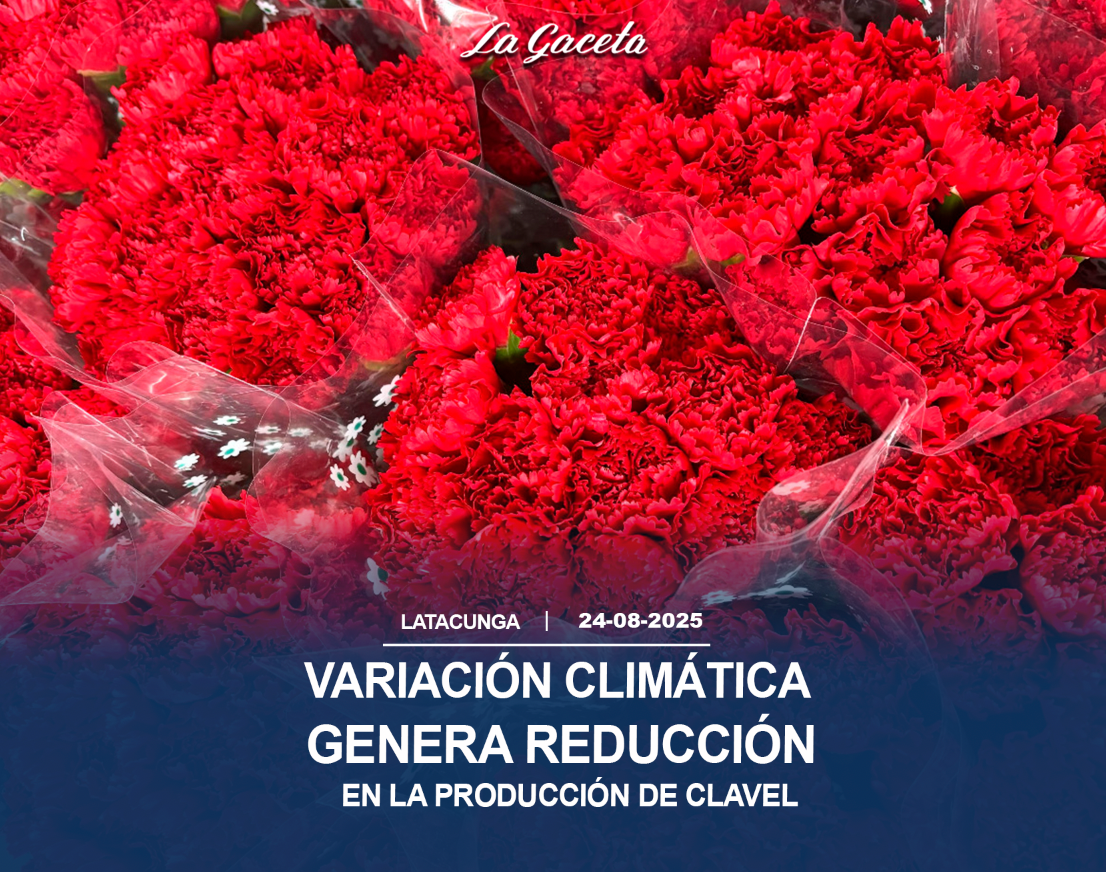 Variación climática genera reducción en la producción de clavel