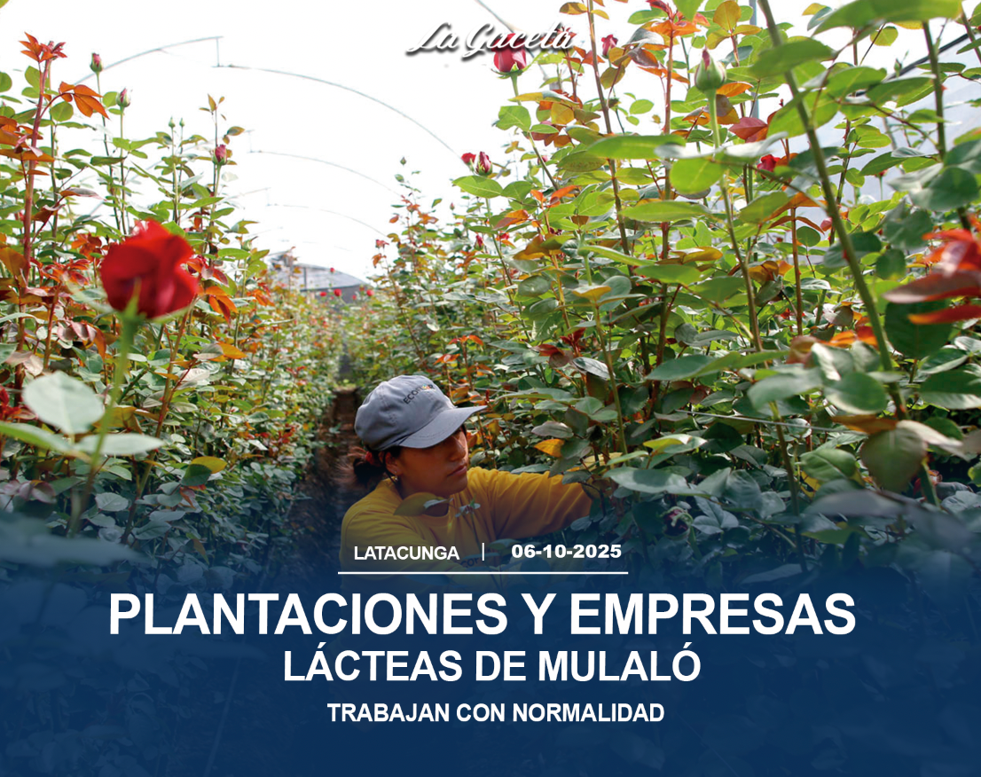 Plantaciones y empresas lácteas de Mulaló trabajan con normalidad