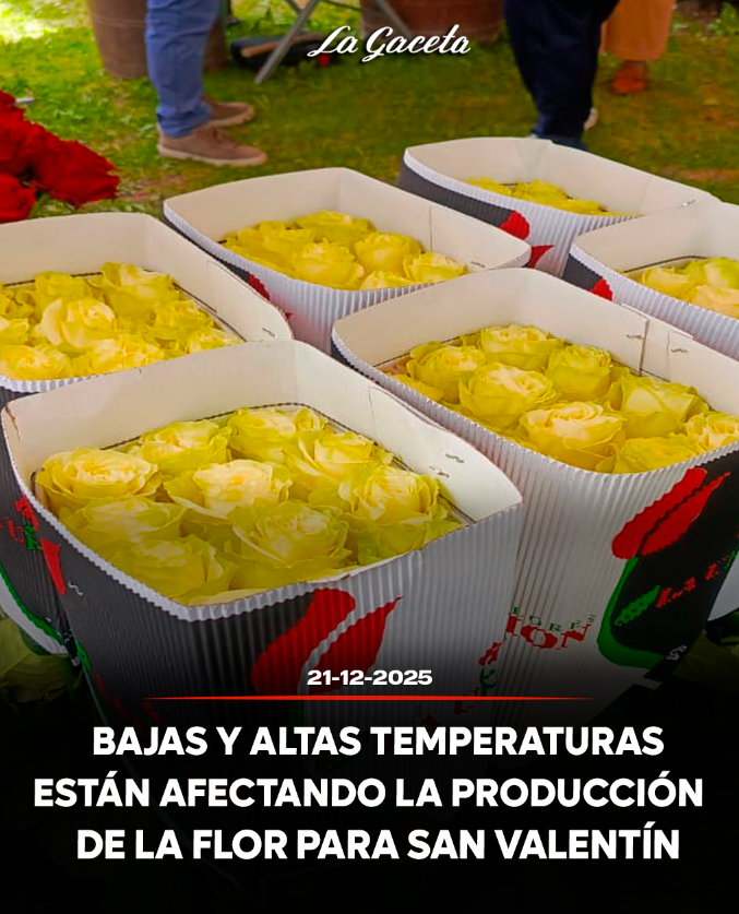 Bajas y altas temperaturas están afectando la producción de la flor para Valentín