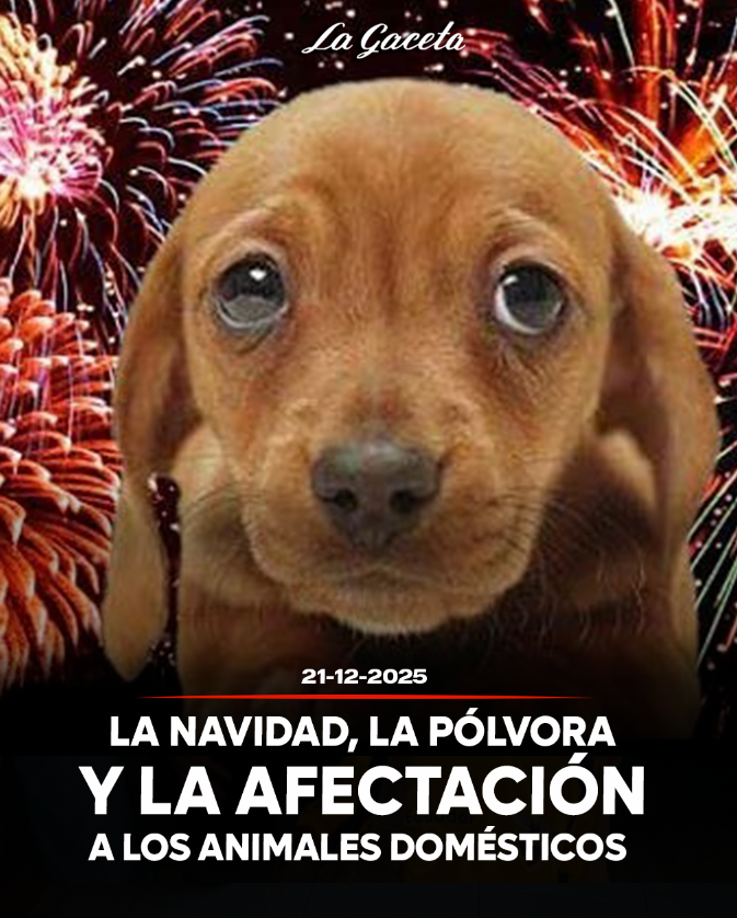 La Navidad, la pólvora y la afectación a los animales domésticos 