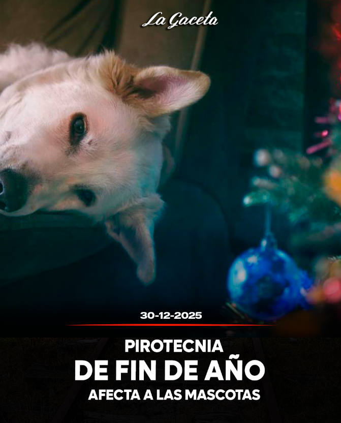 Pirotecnia de Fin de Año  afecta a las mascotas