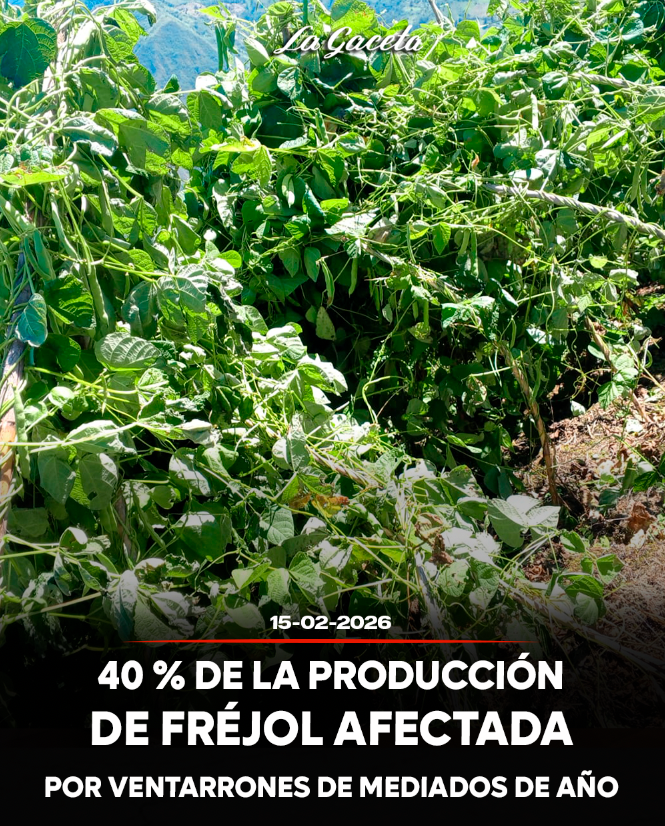 40 % de la producción de fréjol afectada por ventarrones de mediados de año