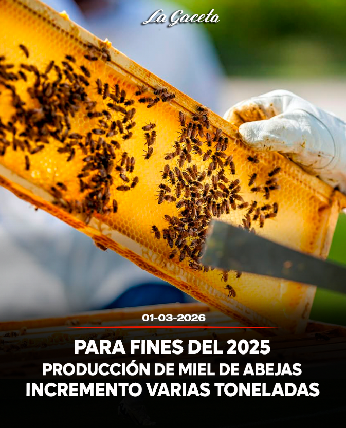 Para finales de 2025, la producción de miel de abejas incrementó varias toneladas