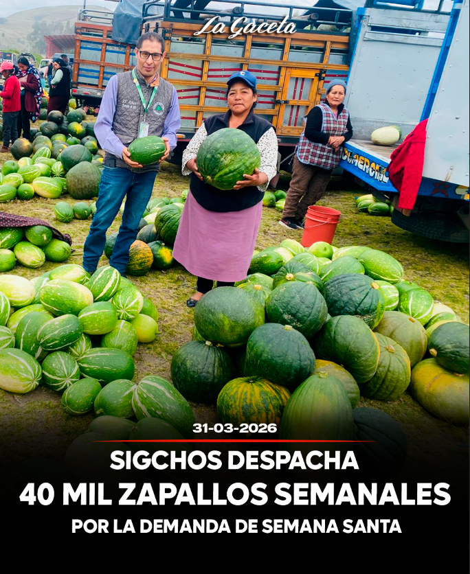 Sigchos despacha 40 mil zapallos semanales por la demanda de Semana Santa 