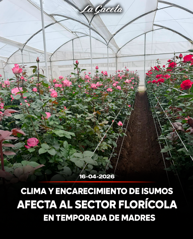 Clima y encarecimiento de insumos afectan al sector florícola en temporada de Madres