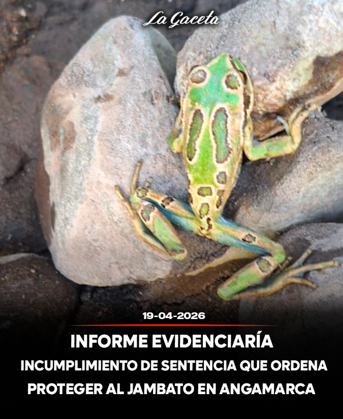 Informe evidenciaría incumplimiento de sentencia que ordena proteger al jambato en Angamarca