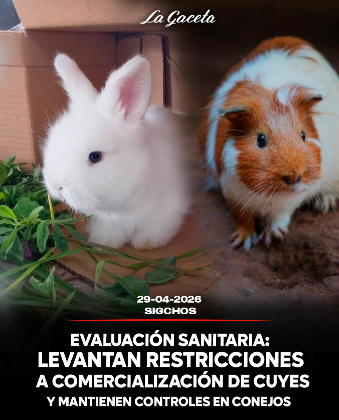Levantan restricciones a comercialización cuyes y mantienen controles en conejos