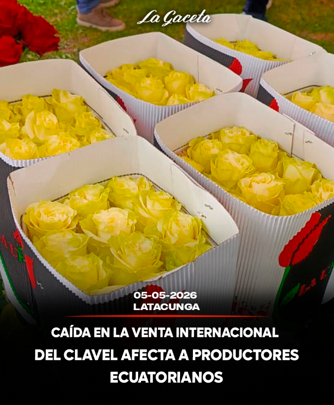 Caída en la venta internacional de clavel afecta a productores ecuatorianos 