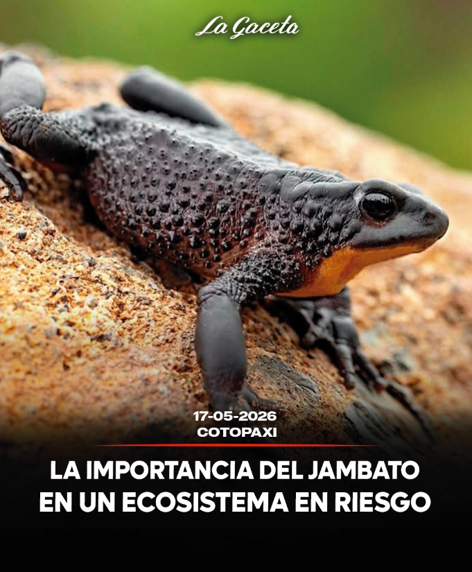La importancia del Jambato en un ecosistema en riesgo
