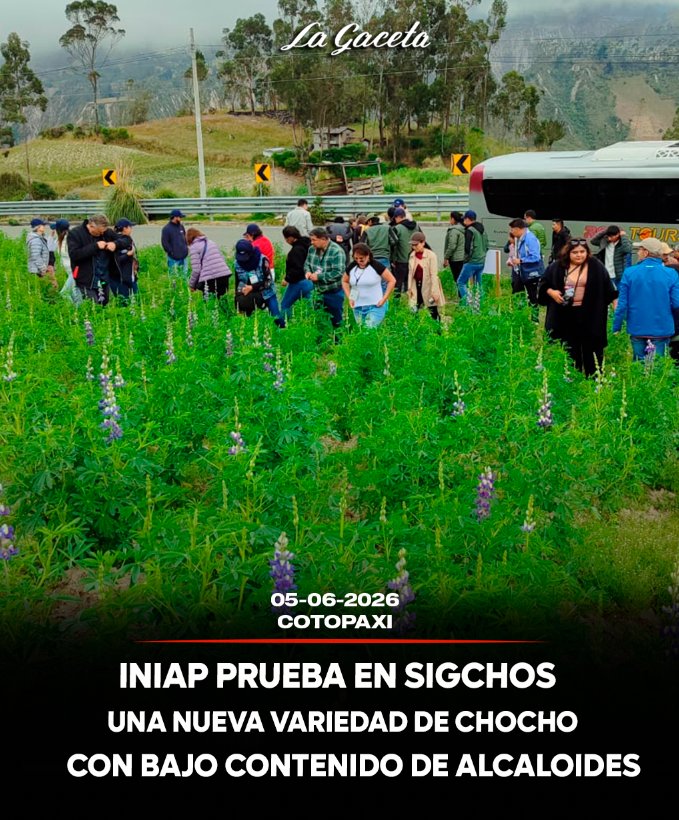 INIAP prueba en Sigchos una nueva variedad de chocho con bajo contenido de alcaloides