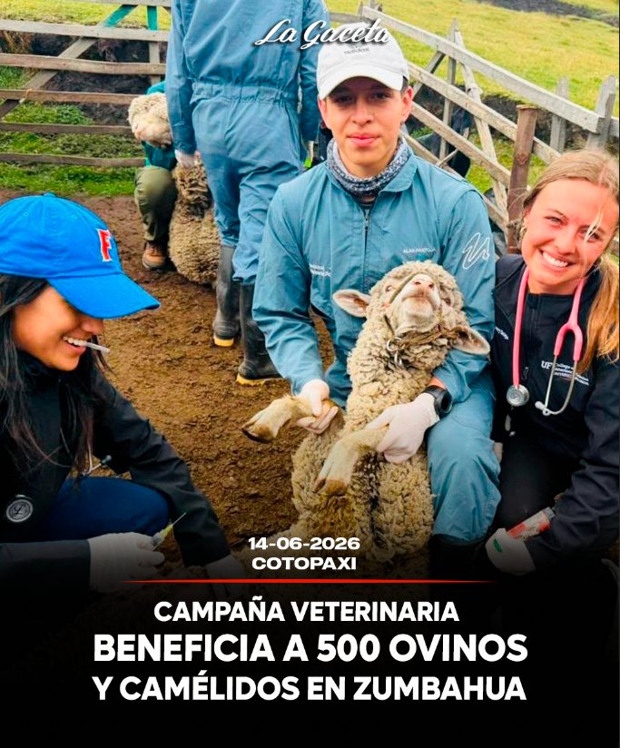 Campaña veterinaria beneficia a 500 ovinos y camélidos en Zumbahua