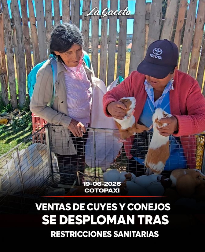 Ventas de cuyes y conejos se desploman tras restricciones sanitarias 
