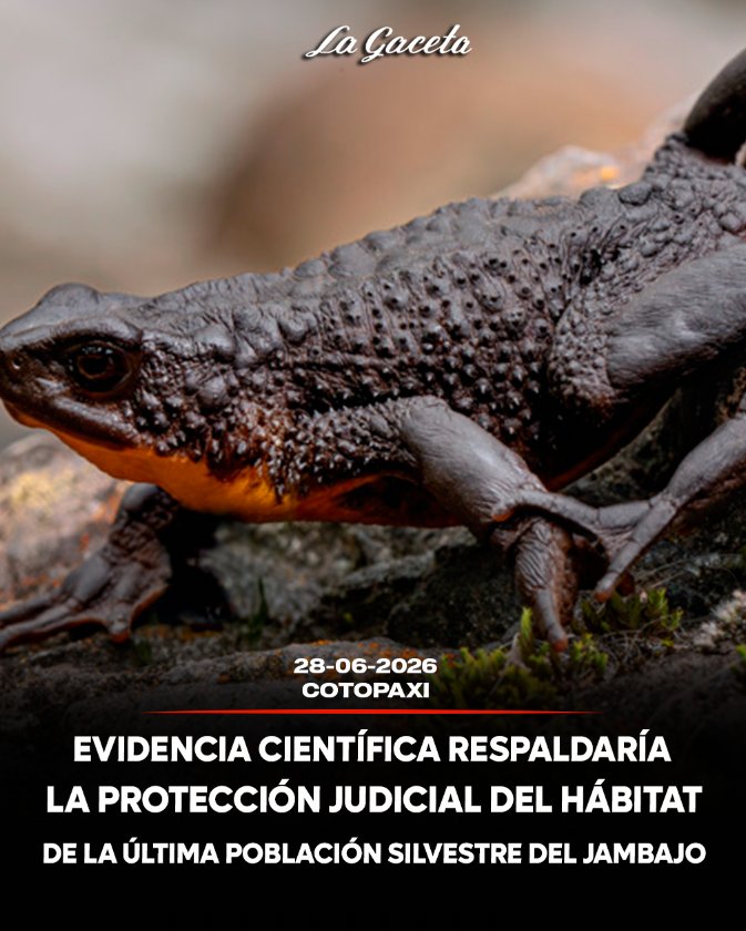 Evidencia científica respaldaría la protección judicial del hábitat de la última población silvestre del jambato 