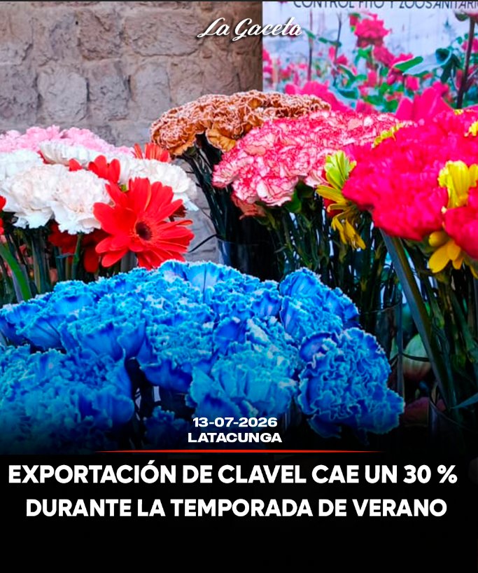Exportación de clavel cae un 30 % durante la temporada de verano