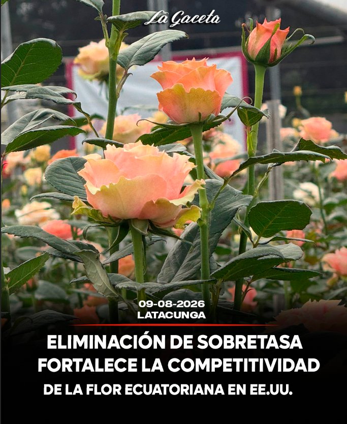 Eliminación de sobretasa fortalece la competitividad de la flor ecuatoriana en EE. UU.