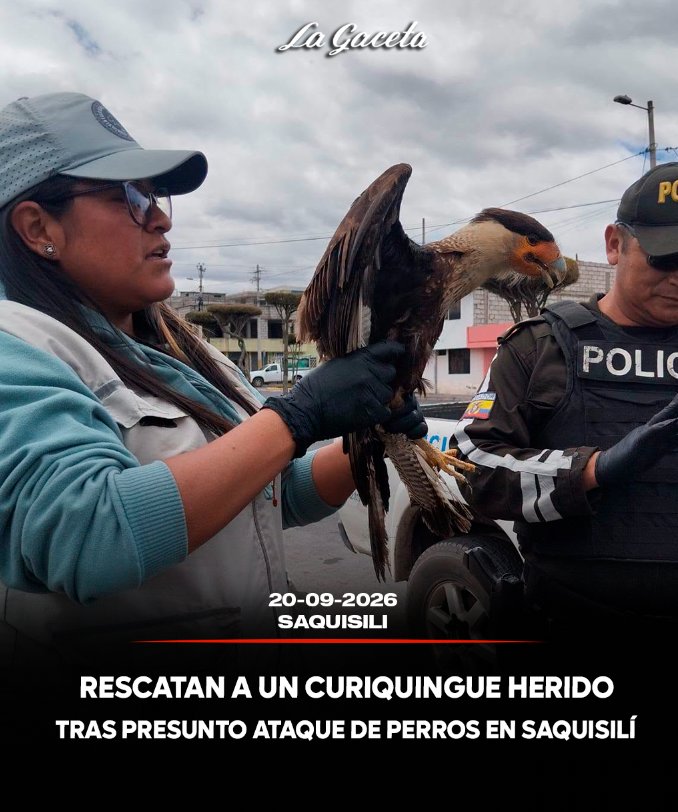 Rescatan a un curiquingue heridos tras presunto de ataque en Saquisilí