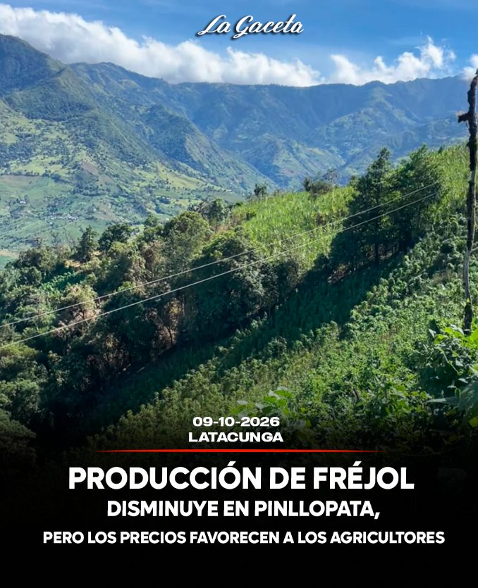 Producción de fréjol disminuye en Pinllopata, pero los precios favorecen a los agricultores